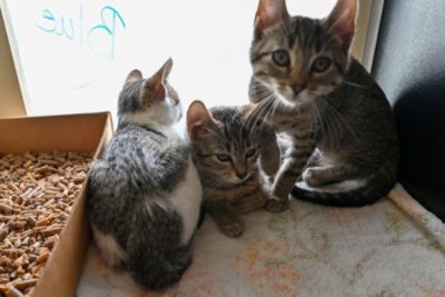 Community, Compassion, and Forever Homes