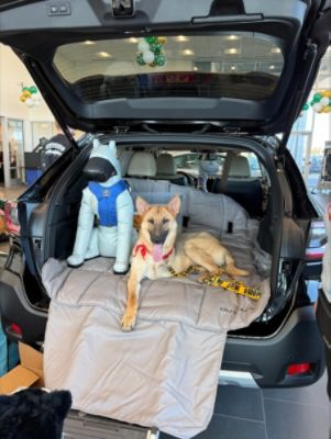Subaru Loves Pets – Pet Adoptions