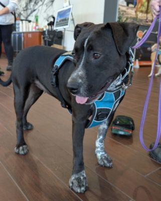 Another Great Subaru Loves Pets month!