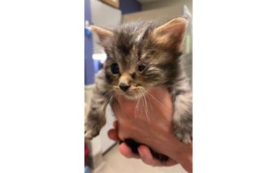 Sommer's Subaru Supports Local Homeless Animals!