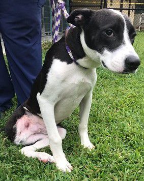 Jesse the 3-Legged Underdog Finds His Forever Family