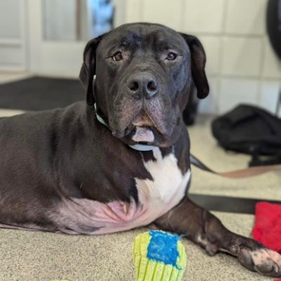 Subaru Loves Pets Month Adoption Event