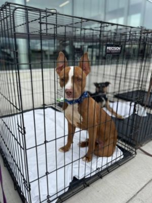 Romain Subaru Celebrates Subaru Loves Pets With Fee-Waived Dog Adoptions