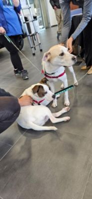 A Shared Mission of Compassion: ARF Beacon & Mid-Hudson Subaru Bring Subaru Loves Pets to Life