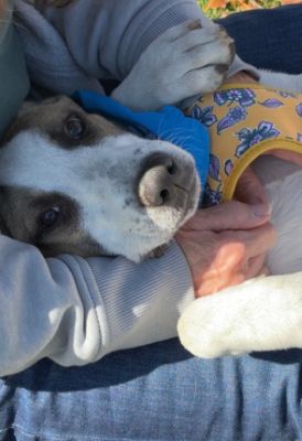 Boise Subaru Loves Pets!