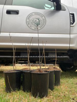 Arbor Day Tree Donation