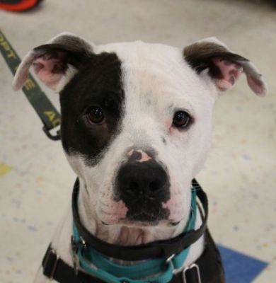 LaFontaine & Last Day Dog Rescue