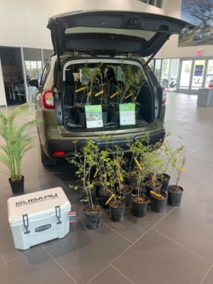 Gillman Subaru Gives Away Trees