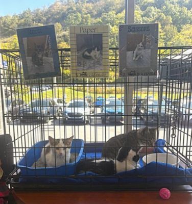 Pet Adoption Event at Thomas Subaru