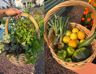 Boise Subaru's Urban Garden Growing Season