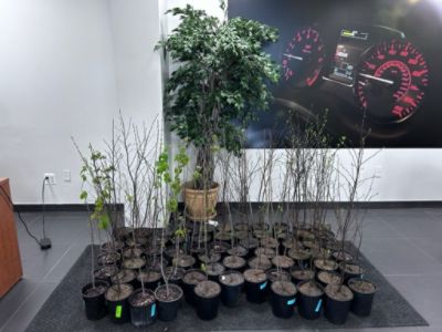 Ramsey Subaru Participates in Subaru Loves the Earth Tree Giveaway