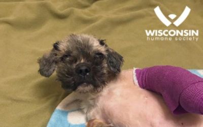 Bergstrom Subaru Supports Homeless Animals!