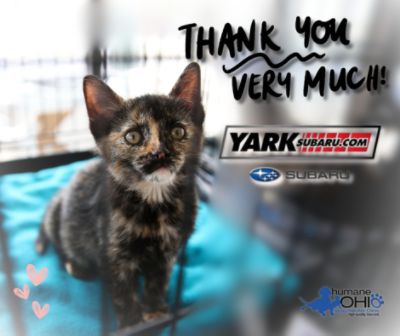 Yark Subaru Loves Pet Adoptions! 