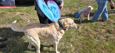 Pet Carnival for the Humane Society of the Black Hills