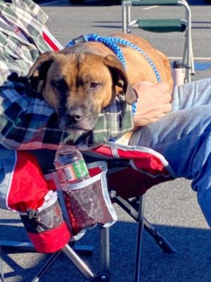 Deformed dog Rocket finds his forever home!