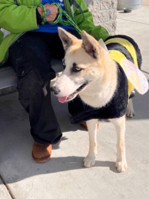 FCAC Microchip Clinic