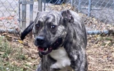 Subaru Loves Pets Montgomery County Animal Control