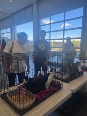 Anthem Pets adoptions at Subaru Superstore of Surprise!