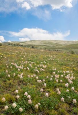 McCurley Subaru of Yakima's Love Grows Wild