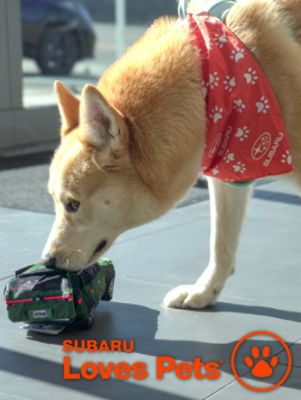 Marin Subaru Loves Pets and Supports Marin Humane