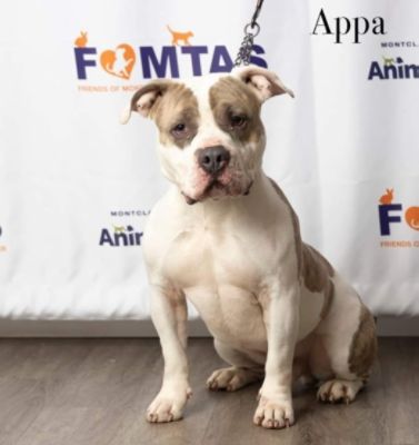 Appa Finds a Family to Love Him!