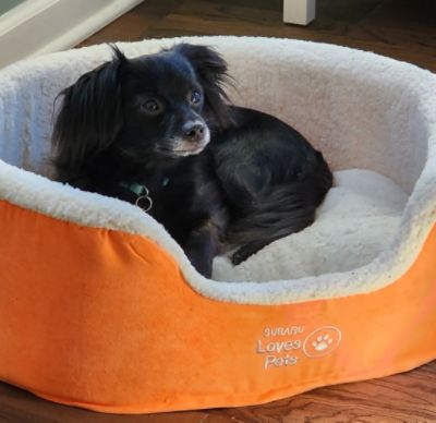 JJ the frightened little dog finds his forever home