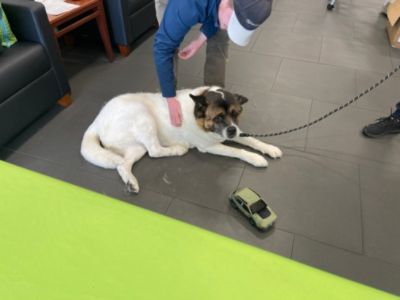Subaru Loves Pets 