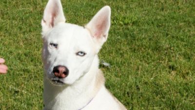 Tucson Subaru and KVOA Continue to Spotlight Adoptable Pets Across Southern Arizona