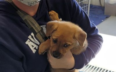 +Della Subaru Plattsburgh, New York Loves Pets