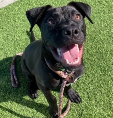 Draco Finds His Forever Family