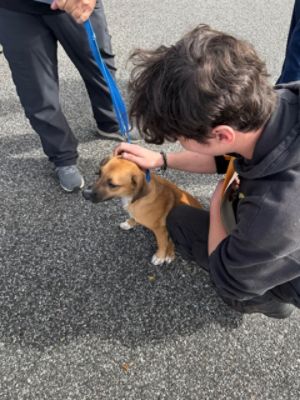 East Hills Subaru Shares the Love of Pets
