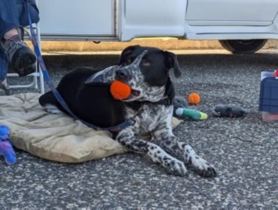 Southampton Animal Shelter Microchipping Adoption Event