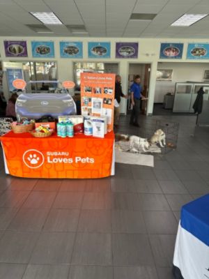 Find Your Fur-Ever Friend at Faulkner Subaru's Adoption Day with Homeward Bound Animal Rescue 