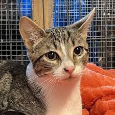 Harrisburg Animal Rescue Team