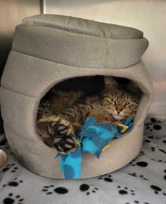 Schatzi Finds His Forever Home