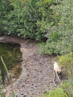 Rags to Riches!  Removed from a backyard breeding situation their journey to love and kindness!