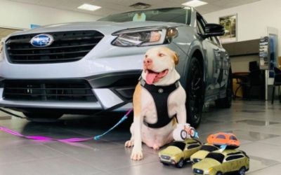Heritage Subaru  Helps a Senior Dog Find a Home!