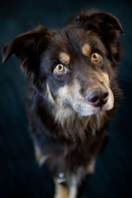 Make a Dogs Day, Make a Kid’s Year!