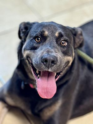 Draven's finally home after 5 months in Shelter!