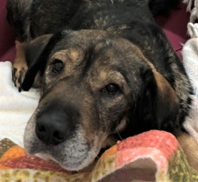 Love Promise Story - Meet Brandy  