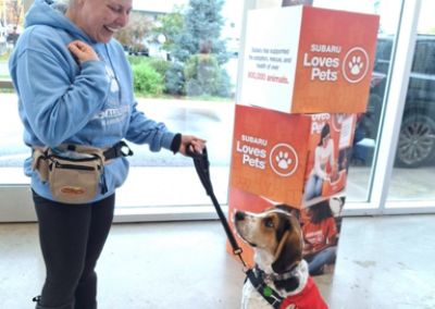 Bitter Root Humane was invited to Subaru Loves Pets and almost all of our adoptable dogs found homes