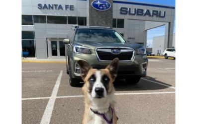 Subaru of Sanat fe Loves Pets!