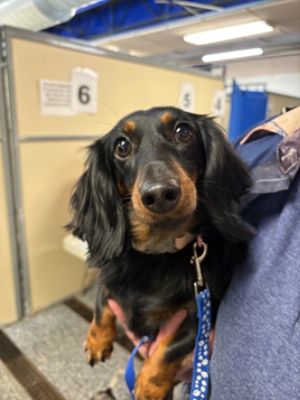 Free Vaccine Clinic and Pet Photos with Santa to Benefit BC Humane Society