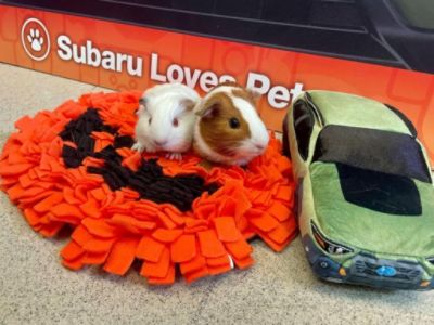 C & S Subaru Loves Pets!