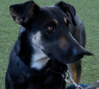 Tucson Subaru Pets of the Week, Helping Shelter Dogs Find Their Perfect Match in February!