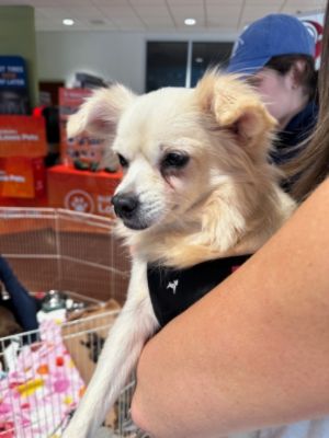 IRA Subaru Celebrates Animal Shelter