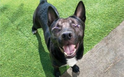 Subaru Loves Pets — SPCA of Wake County