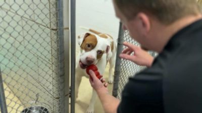 FOX Subaru Volunteer Engagement