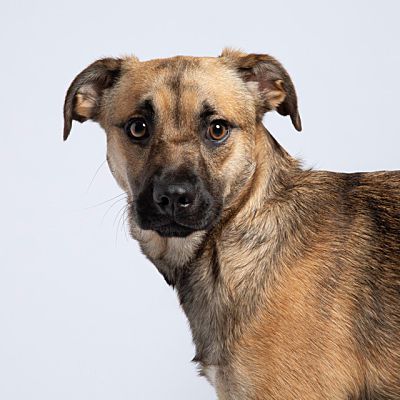 Long-Timer Tillie Finds Her Fur-Ever Home!