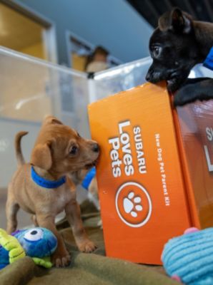 The Puppies are Here!